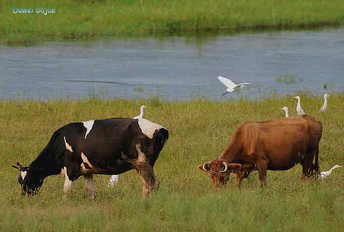 牛鹭两相伴 wbr景鸟一镜收 牛鹭两相伴 wbr景鸟一镜收