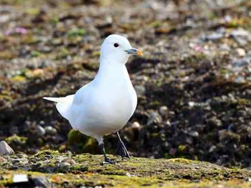 白头鸟系列：另类的美丽10（海鸥）