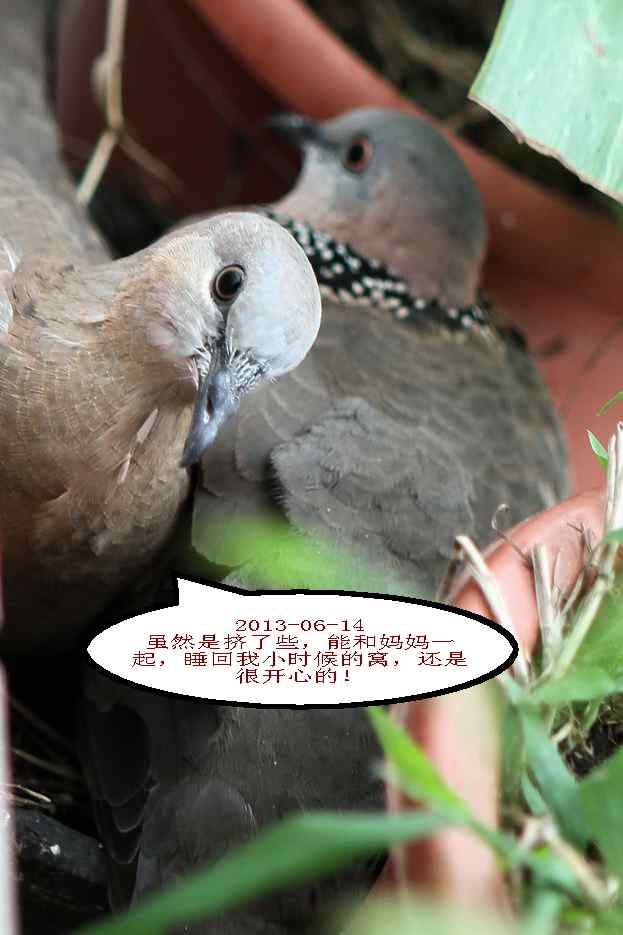 人鸟情未了-闹市十五楼珠颈斑鸠育儿记