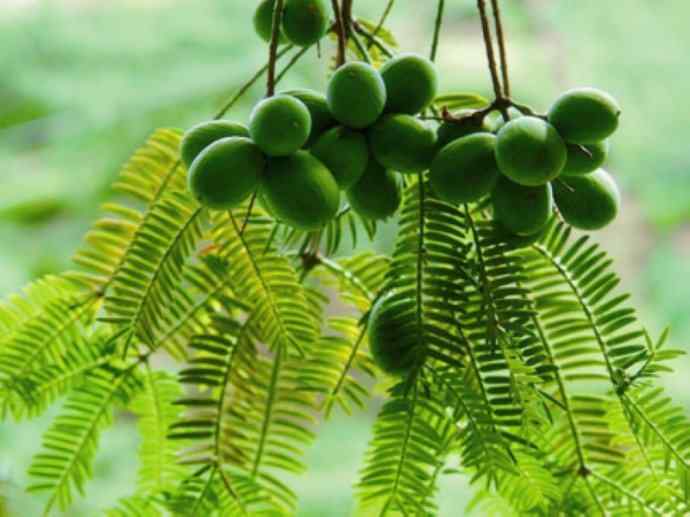 鱼类活化石：齿蝶鱼