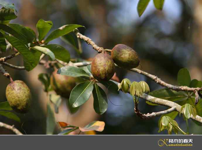 西双版纳拍鸟之一【实拍】