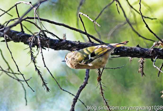 戴菊鸟(4) 戴菊鸟(4)