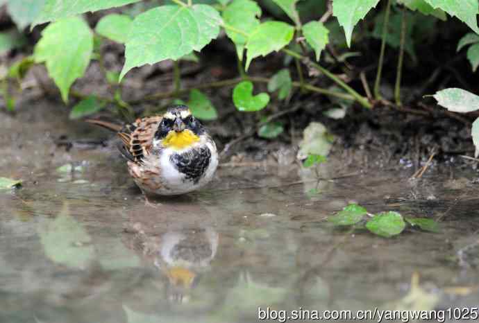 雄性黄喉鹀（1）