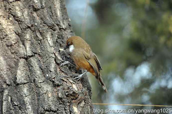 北京又现新品种(白喉噪鹛) wbr2