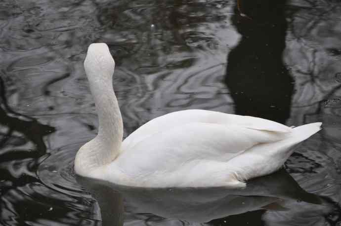 天鹅（送给小朋友GIGI）