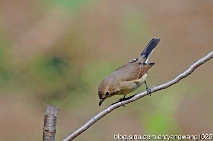 秋天的红喉姬鹟（10）