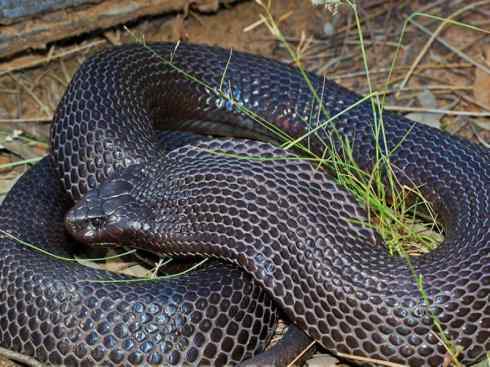 龙：传说的兽原型探秘（澳洲眼睛蛇类）