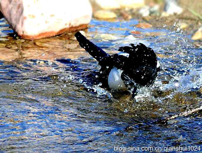 越洗越喜,一只可爱的小喜鹊