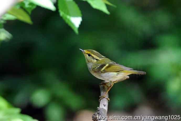 黄腰柳莺（5）