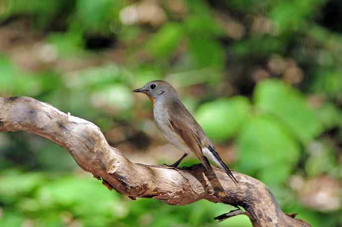 雄性红喉姬鹟(4) 雄性红喉姬鹟(4)