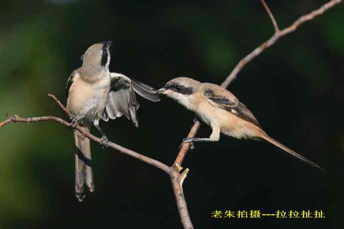 211.小伯劳成长记(5)结束篇--群友部分精彩作品选