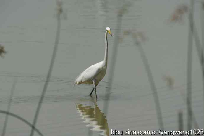 奥林匹克公园白鹭飞 wbr4