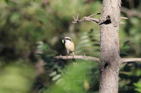 内蒙古鸟类摄影——红尾伯劳