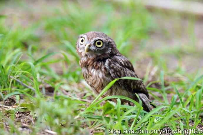 纵纹腹小鸮（2）