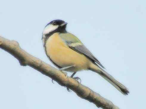 家禽驯化之源之二十六