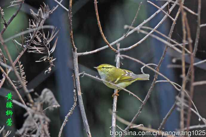 杂片(黄腹山雀、暗绿绣眼鸟、雌性红胁蓝尾鸲、黄腰柳莺) 杂片(黄腹山雀、暗绿绣眼鸟、雌性红胁蓝尾鸲、黄腰柳莺)