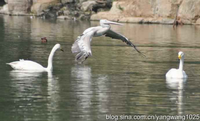 再拍大鹈鹕 wbr3 再拍大鹈鹕 wbr3