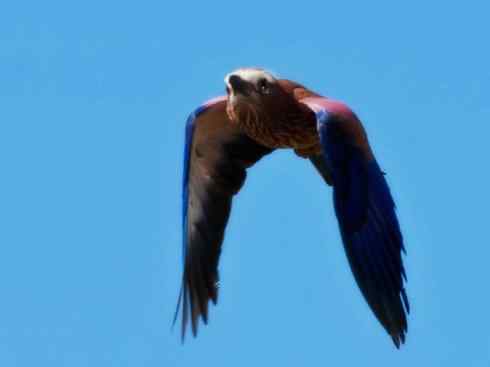 绝色攀禽：佛法僧目之佛法僧2