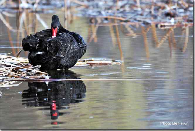 点击图片或使用键盘← →翻页