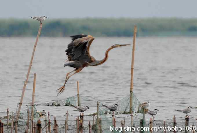 乌梁素海之草鹭鈥斺斈诿晒勰裥校ǘ）