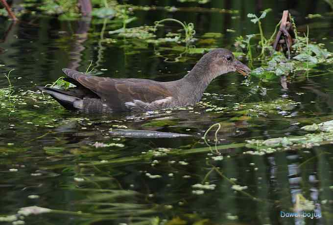 黑水鸡少年健身版