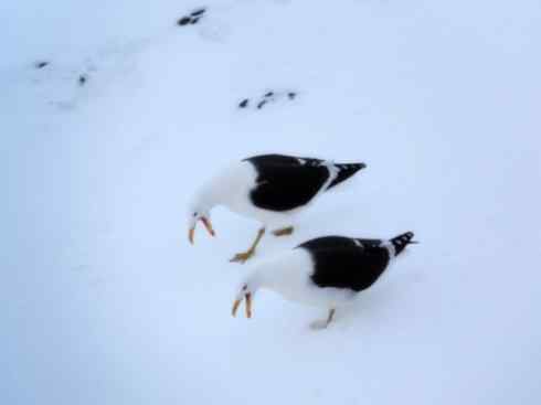 白头鸟系列：另类的美丽（黑背鸥）