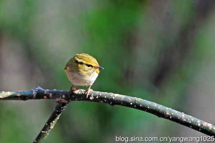 黄腰柳莺（19）