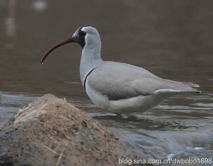 鸟友再聚白河湾 鸟友再聚白河湾