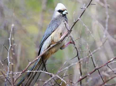 白头鸟系列:另类的美丽6 白头鸟系列:另类的美丽6