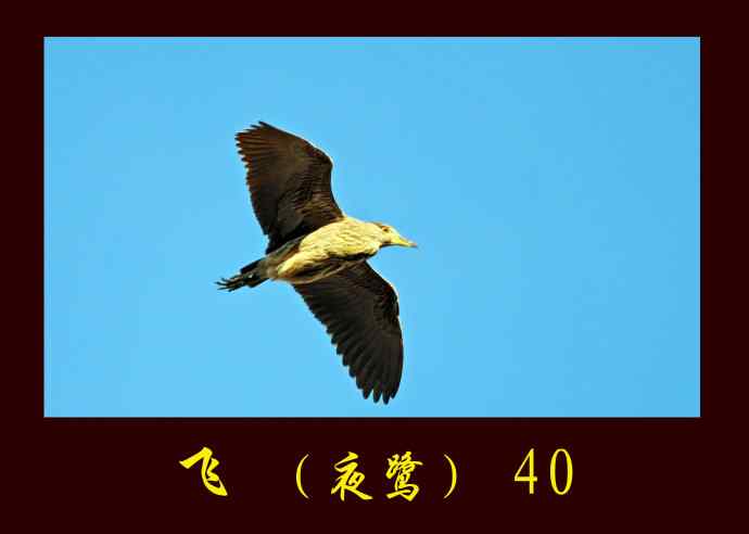 北京动物园的鸟类——飞（夜鹭）40