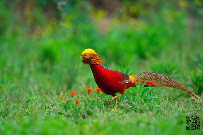 四月拍的红腹锦鸡