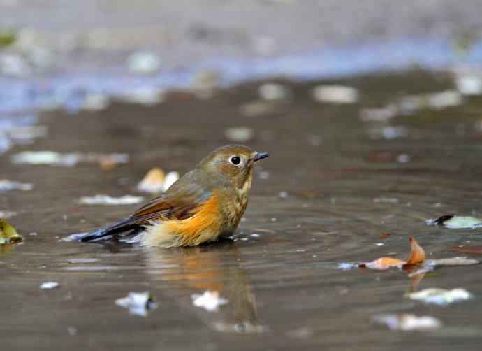 雌性红胁蓝尾鸲(7) 雌性红胁蓝尾鸲(7)