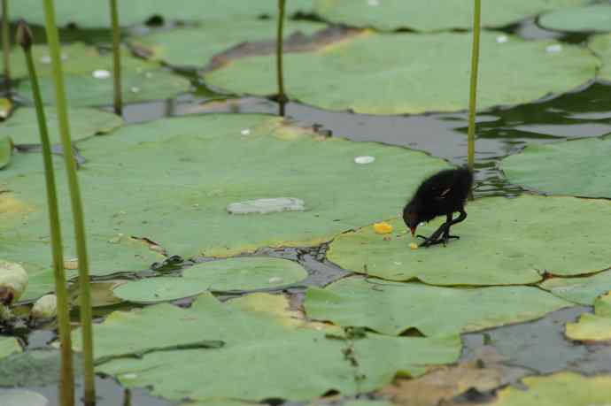再拍黑水鸡（纪实）1