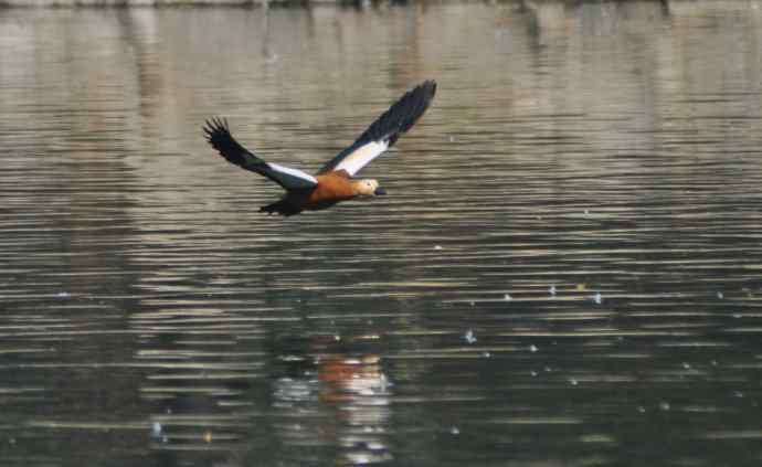 飞(赤麻鸭)1 飞(赤麻鸭)1