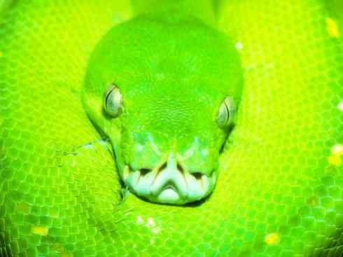 龙：传说的兽原型探秘（树蟒类）