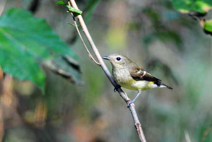 雌性白眉姬鹟（11）