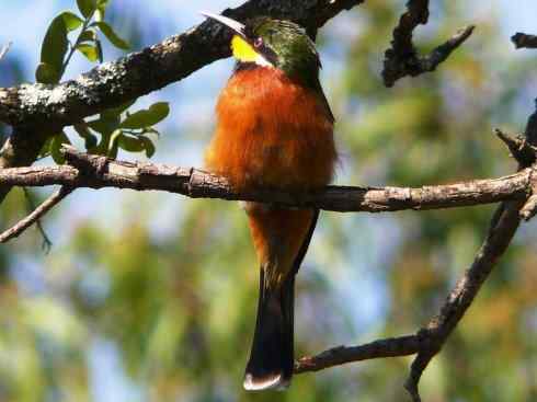 绝色攀禽：佛法僧目之蜂虎4