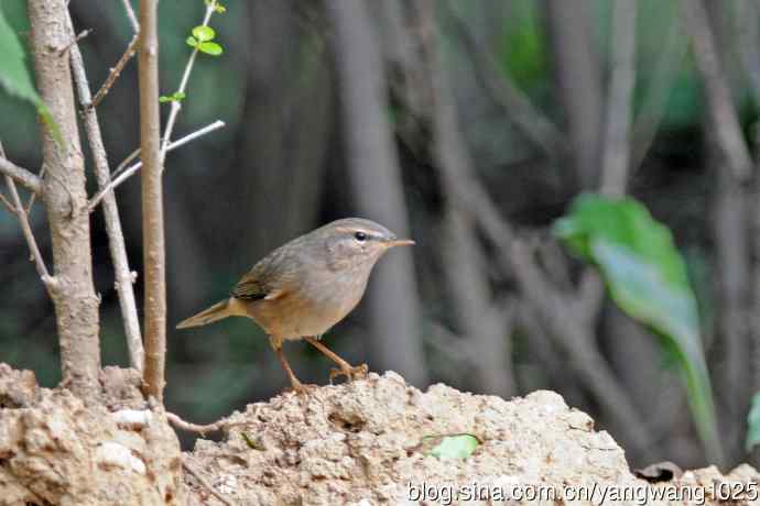 褐柳莺（10）