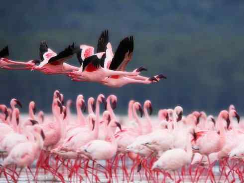 猎奇：奇特的鸟喙之二