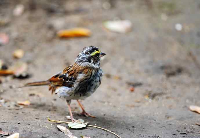 不修边幅（跟踪记录的一只小鸟）1
