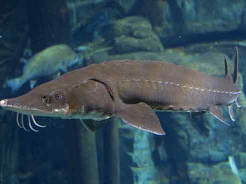 鱼类活化石：中华鲟