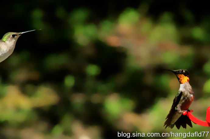 红玉喉北蜂鸟（6）