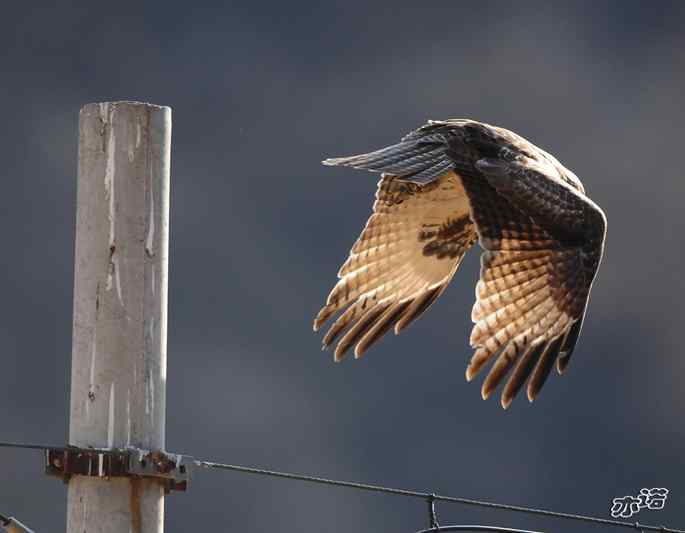 白河峡谷 wbr路 wbr大鵟吞鼠 白河峡谷 wbr路 wbr大鵟吞鼠