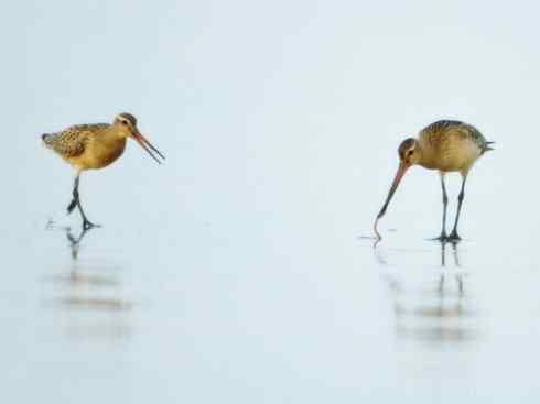 鸟类之最：斑尾滕鹬