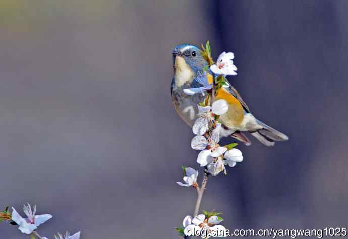 雄性红胁蓝尾鸲（6）