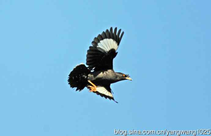 捕飞虫的八哥（记实）