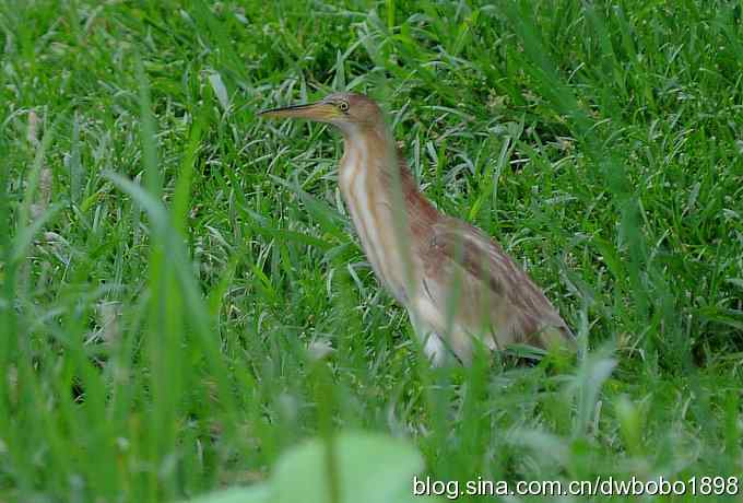 黄苇鳽--雅逸的小黄鹭