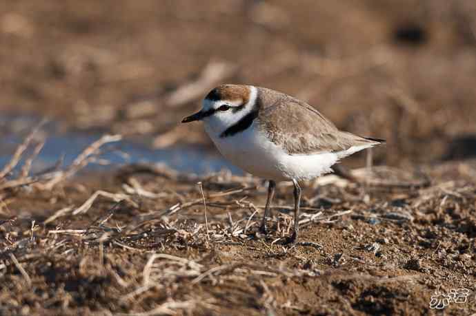 3月27日北京野鸭湖一组原画幅鸟片