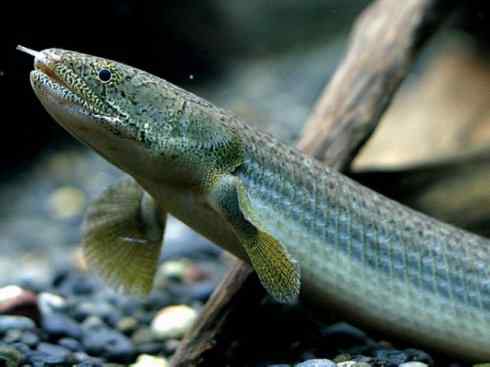 鱼类活化石:多鳍鱼 鱼类活化石:多鳍鱼