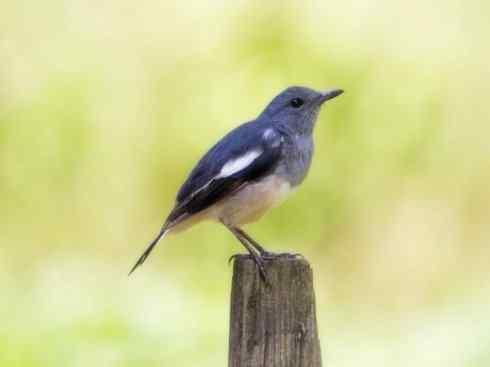 家禽驯化之源之二十五（绣眼鸟、鹊鸲四喜）